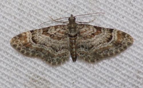 Réf. 246 824 : Gymnoscelis rufifasciata